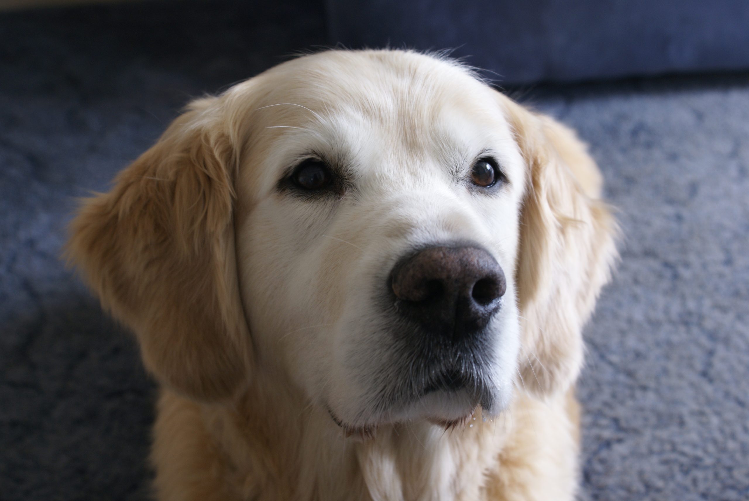 Cream Golden Retriever close-up