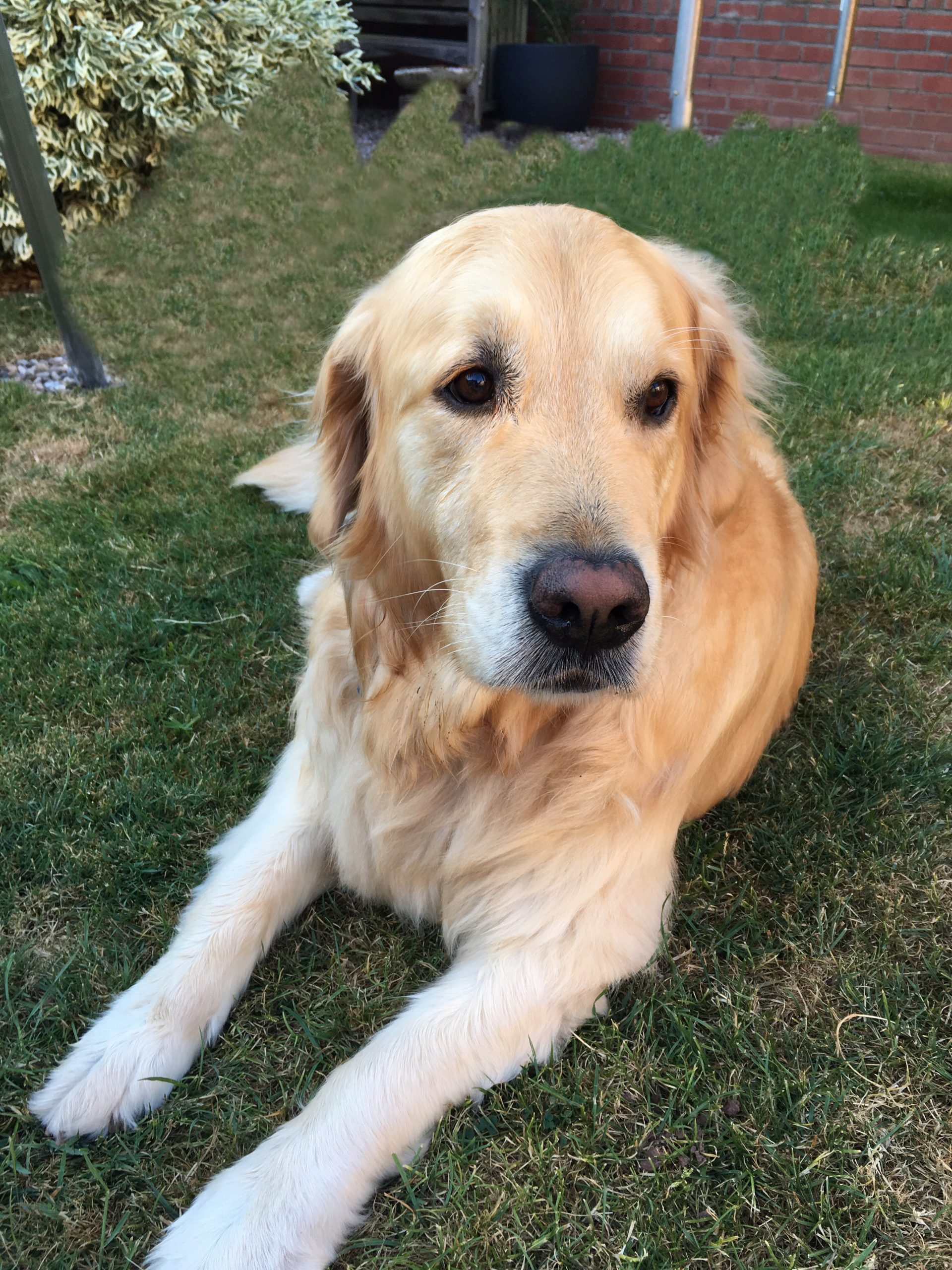 Golden Retriever lying in garden