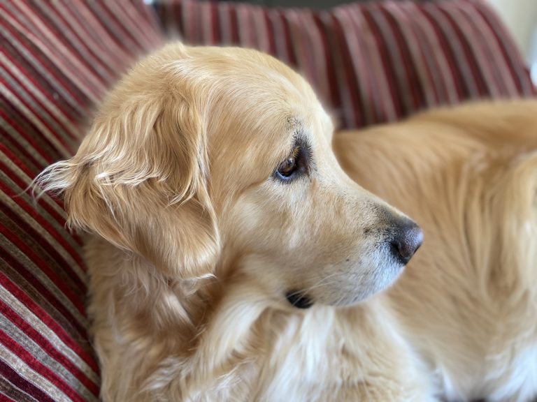 Golden Retriever resting indoors