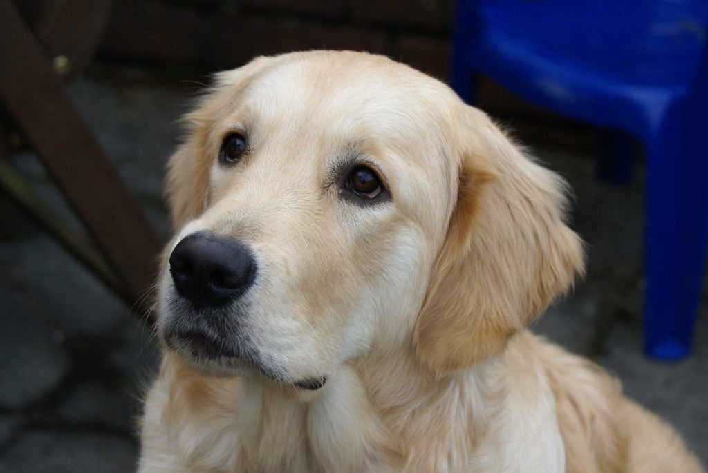 Cream Golden Retriever portrait