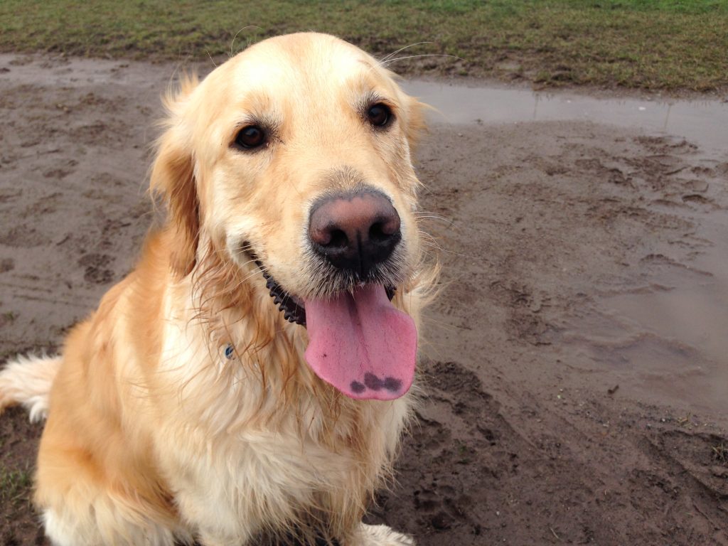 Golden Retriever on sand